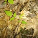 Actaea pachypoda Leaf