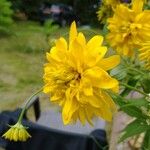 Rudbeckia laciniata 花