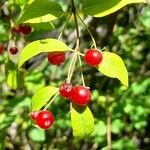 Lonicera tatarica Fruit