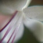 Volkameria inermis Flower