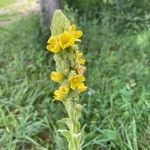 Verbascum thapsusFlors