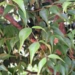 Syzygium luehmannii Листок