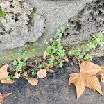 Cymbalaria muralisFuelha