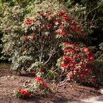 Rhododendron barbatum Hábito