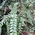 Sophora microphylla Hoja