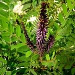 Amorpha fruticosa Ліст