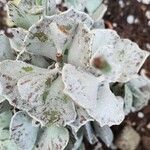 Kalanchoe rhombopilosa Blatt