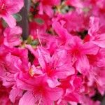 Rhododendron kiusianum Blüte