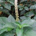 Phytolacca icosandra Kwiat