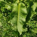 Rumex palustris Blad