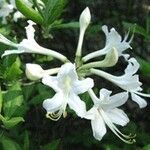 Rhododendron alabamense Blomma