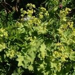 Artemisia stelleriana आदत