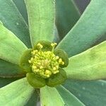 Euphorbia balsamifera Bloem