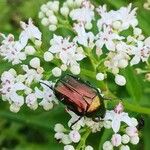 Sambucus ebulus Flor