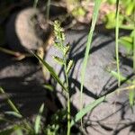 Echinochloa colonum ফুল