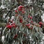 Eucalyptus sideroxylon Levél