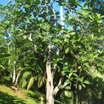 Artocarpus altilis خشب