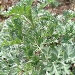 Artemisia absinthium Fulla