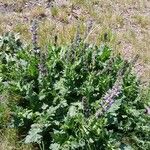 Salvia verbenaca Habitus