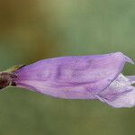Penstemon davidsonii Flower