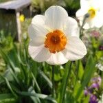 Narcissus × medioluteus Blomma