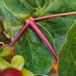 Hypericum androsaemum Lubje