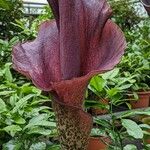 Amorphophallus konjac Floare