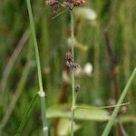 Fuirena pubescens Altres