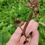 Scrophularia auriculataFlower