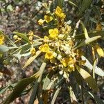 Osyris lanceolata Flower