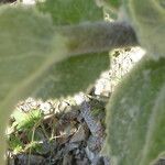 Verbascum boerhavii Blatt