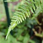 Athyrium filix-femina Feuille