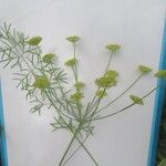 Seseli peucedanoides Hoja