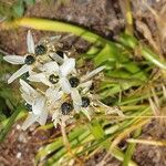 Ornithogalum arabicum Kukka