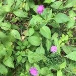 Knautia dipsacifolia অভ্যাস