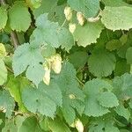 Humulus lupulus 形态