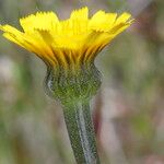 Arnoseris minima Λουλούδι