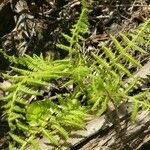 Athyrium filix-femina 葉