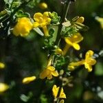 Jasminum fruticans Virág