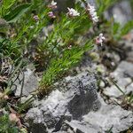 Asperula hirta Habit