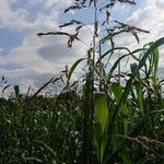 Sorghum halepenseFlor