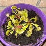 Dionaea muscipulaFulla