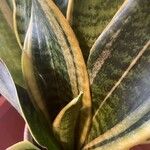 Dracaena trifasciata Leaf