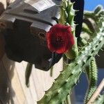 Huernia schneideriana Lorea