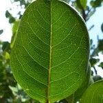 Chrysobalanus icaco Feuille