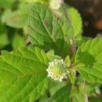 Lippia dulcis Kvet