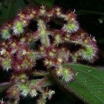 Miconia longicoma Fruct