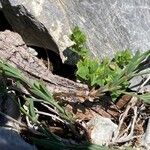 Asperula pyrenaica Floro