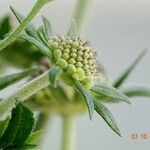 Scabiosa lucida 其他