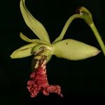 Eulophia flabellata Blüte